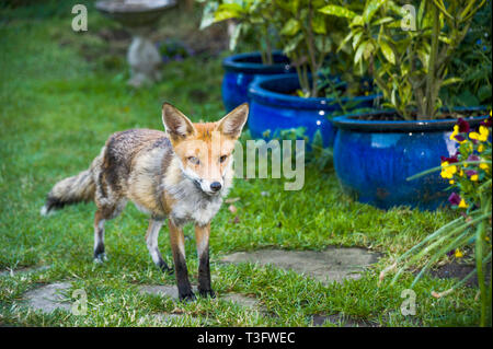 Red Fox [Vulpes vulpes] vixen in giardino. Londra, Regno Unito. Foto Stock