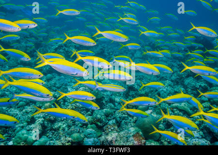 Fusiliers Yellowback [Caesio xanthonota] scuola sulla barriera corallina. Maldive, Oceano Indiano. Indo-West pacifico. Foto Stock