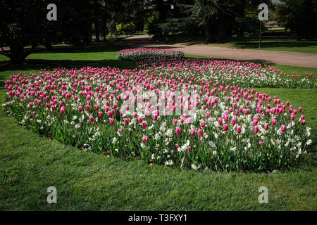 Massive tulipani a molla Foto Stock