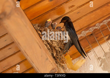 Gli uccelli e gli animali selvatici. Il Swallow alimenta il bambino uccelli nidificanti Foto Stock