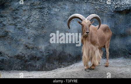 Mufloni ( Ammotragus lervia ) permanente sulla montagne rocciose Foto Stock