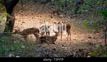 Gruppo asse dei cervi nella foresta Foto Stock