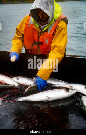 Salmone Coshing al tempo del raccolto su di un allevamento ittico in Scozia, Regno Unito Foto Stock