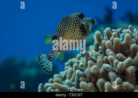 Primo piano della faccia di smooth Trunkfish, Lactophrys triqueter, con macchie bianche e design a nido d'ape nuoto sopra sulla Coral reef Foto Stock