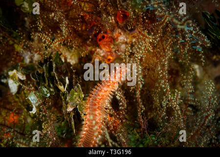 Barbuto Fire Worm,Hermodice carunculata , si nasconde nei tentacoli di corallo Foto Stock