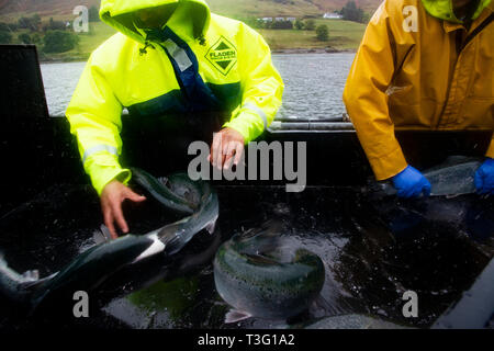 I lavoratori di smistamento di salmoni vivi al momento del raccolto, in condizioni meteorologiche difficili, su un pesce scozzese Farm fuori in mare. Foto Stock