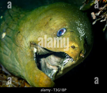 Primo piano della testa del green spotted moray eel, Gymnothorax moringa , bocca aperta che mostra i denti Foto Stock