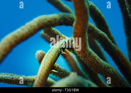 Bay Pipefish nasconde mimetizzato nella ripiegata asta del mare,Plexaura flexuosa, sulla barriera corallina Foto Stock