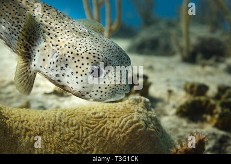 Porcospino maculato bianco e nero , Diodon hystrix, che si libra sopra il corallo cerebrale e la canna di mare piegata, Plexaura flexuosa Foto Stock