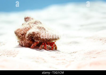 Close up di Eremita faccia di granchio, bianco macchiato il granchio eremita, Dardano, megistos,piedi ritratta nel guscio ricoperta di sabbia per il camuffamento Foto Stock