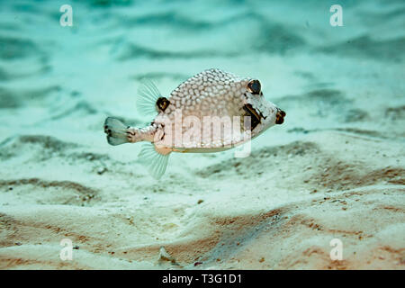 Primo piano del lato di smooth Trunkfish, Lactophrys triqueter, con macchie bianche e design a nido d'ape nuoto sopra sulla Coral reef Foto Stock