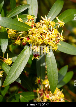 Piccoli fiori gialli della fioritura primaverile della Tasmania pepe montagna bush, Tasmannia lanceolata Foto Stock