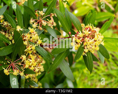 Piccoli fiori gialli della fioritura primaverile della Tasmania pepe montagna bush, Tasmannia lanceolata Foto Stock