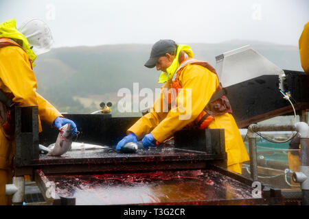 Lavoratori dispacciamento salmoni vivi al momento del raccolto su una fattoria scozzese, in condizioni meteorologiche sfavorevoli in mare, Scotland, Regno Unito Foto Stock