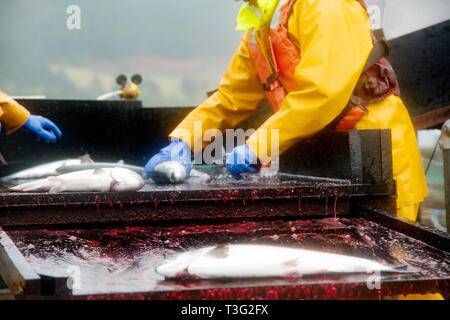 Lavoratori dispacciamento salmoni vivi al momento del raccolto su una fattoria scozzese, in condizioni meteorologiche sfavorevoli in mare, Scotland, Regno Unito Foto Stock