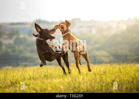 Due giovani divertente simpatici cani - ungherese a pelo corto cane di puntamento Foto Stock