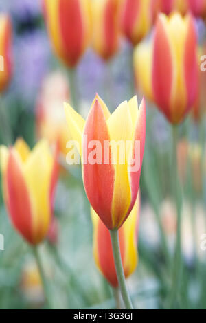 Tulipa clusiana var. chrysantha 'Tubergen ha ricevuto la gemma' Fiori. Foto Stock