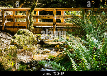 Ponte di legno sul sentiero di cataratta nel Monte Tamalpais spartiacque, Marin County, a nord di San Francisco Bay Area, California Foto Stock