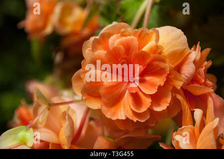 Orange trailing Begonia fiori che sbocciano in Nuova Zelanda Foto Stock