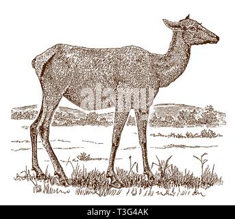 Femmina o elk wapiti (cervus canadensis) in piedi in un paesaggio. Illustrazione dopo una incisione storica del XIX secolo Illustrazione Vettoriale