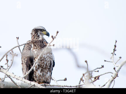 Giovane aquila calva Foto Stock