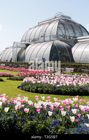 Il Palm House di Kew Gardens in primavera, circondato da colorati tulipani, a Londra, Regno Unito. Foto Stock