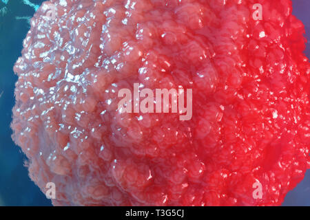 3D illustrazione cellule uovo embrione. Cellule embrionali con un nucleo rosso in centro. Umano o animale cellule uovo. Medicina concetto scientifico. Vita di sviluppo