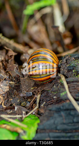 Borneo pillola giganteschi millepiedi camminando sul suolo della foresta Foto Stock