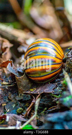 Borneo pillola giganteschi millepiedi camminando sul suolo della foresta Foto Stock