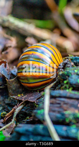 Borneo pillola giganteschi millepiedi camminando sul suolo della foresta Foto Stock