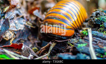 Borneo pillola giganteschi millepiedi camminando sul suolo della foresta Foto Stock