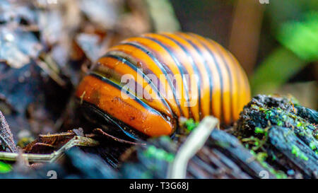 Borneo pillola giganteschi millepiedi camminando sul suolo della foresta Foto Stock