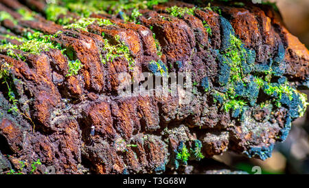 Tronco di legno d'acciaio (Zwagery di Eusideroxylon) sul pavimento della giungla Foto Stock