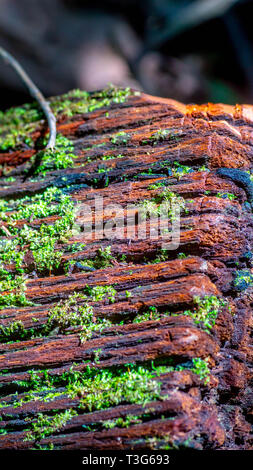 Tronco di legno d'acciaio (Zwagery di Eusideroxylon) sul pavimento della giungla Foto Stock