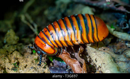 Borneo pillola giganteschi millepiedi camminando sul suolo della foresta Foto Stock