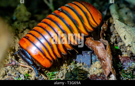 Borneo pillola giganteschi millepiedi camminando sul suolo della foresta Foto Stock