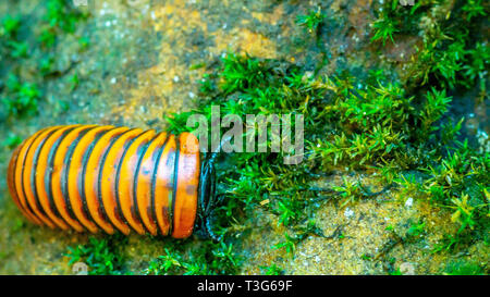 Borneo pillola giganteschi millepiedi camminando sul suolo della foresta Foto Stock