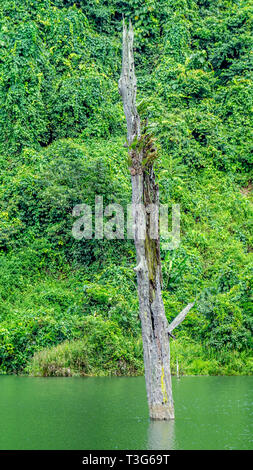 Tronco di morti ulin tree (Eusideroxylon zwageri) al centro di un lago in East Kalimantan, Borneo Foto Stock