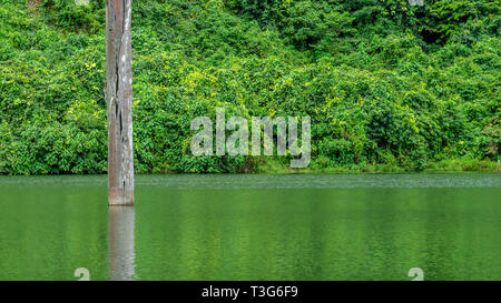 Tronco di morti ulin tree (Eusideroxylon zwageri) al centro di un lago in East Kalimantan, Borneo Foto Stock