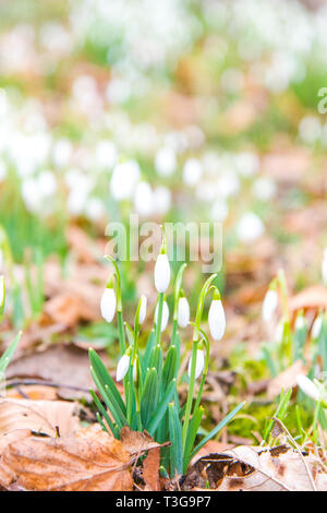 Snowdrops in giardino - primo segno di primavera - fine di inverno Foto Stock