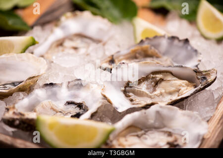 Oyster sul cubo di ghiaccio close up Foto Stock