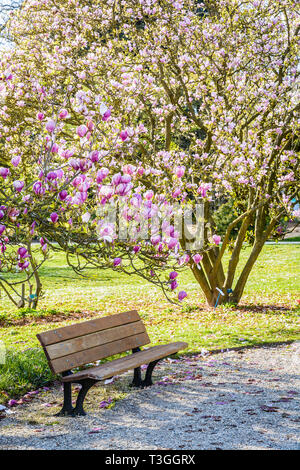 Un banco di legno sotto una fioritura albero di magnolia in un giardino pubblico alla fine di una soleggiata giornata di primavera. Foto Stock