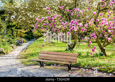 Un banco di legno sotto una fioritura albero di magnolia in un giardino pubblico alla fine di una soleggiata giornata di primavera. Foto Stock