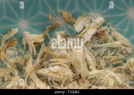 Hibiscus di erbe secche dettaglio, sano leafs naturopatia Foto Stock
