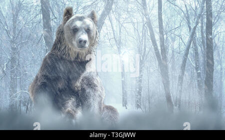 Da soli l'orso bruno e neve in un inverno foresta montana. La natura e la fauna selvatica concetto con vuoto lo spazio di copia per l'editor di testo Foto Stock