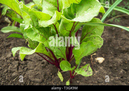 Barbabietola cresce nel giardino, giovani foglie di bietola in gocce di acqua dopo l'innaffiamento, il concetto di crescita di prodotti biologici Foto Stock