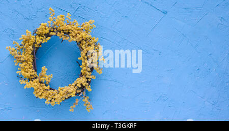 Acacia ghirlanda di fiori su sfondo blu. Acacia dealbata. Spazio per scrivere. Foto Stock