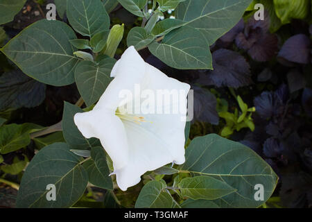 Fioritura dope indiano (Datura inoxia). Thorn apple, velenosi piante ornamentali, fiori. Chiusa verso l'alto. Datura, daturas, devil's trombe, Angelo tromba Foto Stock