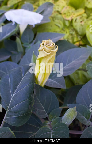 Fioritura dope indiano (Datura inoxia). Thorn apple, velenosi piante ornamentali, fiori. Chiusa verso l'alto. Datura, daturas, devil's trombe, Angelo tromba Foto Stock