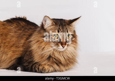 Grigio tabby pelliccia simpatico gatto sdraiato su una parete di luce sullo sfondo di close-up. Striped fluffy cat con un lungo i baffi ritratto. Foto Stock